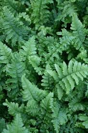 Attēlu rezultāti vaicājumam “Dryopteris filix-mas”