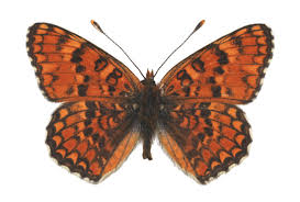 Attēlu rezultāti vaicājumam “Melitaea phoebe underside”