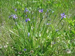 Attēlu rezultāti vaicājumam “Sisyrinchium montanum fruit”