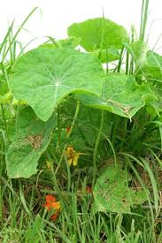Image result for Tropaeolum majus