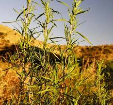 Image result for Artemisia dracunculus