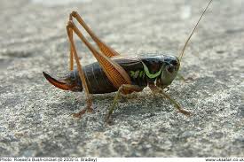 Attēlu rezultāti vaicājumam “Metrioptera roeselii”