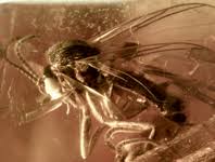 Attēlu rezultāti vaicājumam “Dienerella elongata”