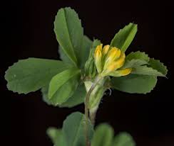 Attēlu rezultāti vaicājumam “Trifolium dubium fruit”
