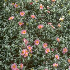 Attēlu rezultāti vaicājumam “Helianthemum nummularium”