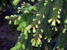 Attēlu rezultāti vaicājumam “Picea abies fo. virgata leaf”