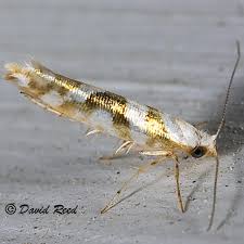 Attēlu rezultāti vaicājumam “Argyresthia goedartella”