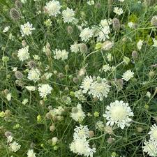 Attēlu rezultāti vaicājumam “Scabiosa ochroleuca”