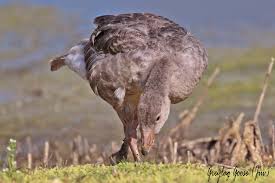 Attēlu rezultāti vaicājumam “Anser anser juvenile”