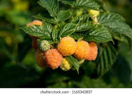 Attēlu rezultāti vaicājumam “Rubus idaeus fruit”