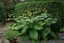 Attēlu rezultāti vaicājumam “Telekia speciosa bud”