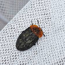 Attēlu rezultāti vaicājumam “Oiceoptoma thoracicum”