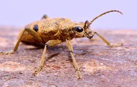 Attēlu rezultāti vaicājumam “Rhagium mordax”