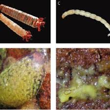 Attēlu rezultāti vaicājumam “Trichoptera egg mass”
