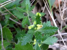 Attēlu rezultāti vaicājumam “Acalitus longisetosus”