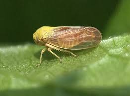 Attēlu rezultāti vaicājumam “Oncopsis sp.”