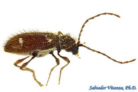 Attēlu rezultāti vaicājumam “Ptinus sp.”