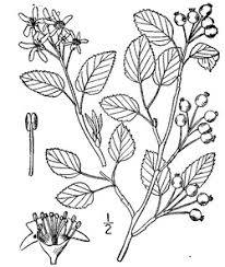 Attēlu rezultāti vaicājumam “Amelanchier spicata”