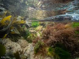 Attēlu rezultāti vaicājumam “Belone belone”