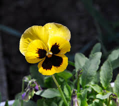 Image result for Viola wittrockiana