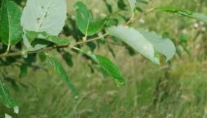 Attēlu rezultāti vaicājumam “Salix caprea leaf”