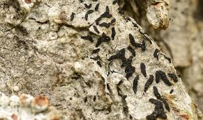 Attēlu rezultāti vaicājumam “Alyxoria varia”