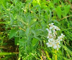 Attēlu rezultāti vaicājumam “Achillea salicifolia leaf”
