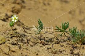 Attēlu rezultāti vaicājumam “Spergula morisonii”