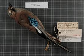 Attēlu rezultāti vaicājumam “Garrulus glandarius adult”