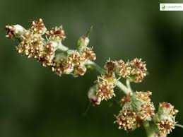 Attēlu rezultāti vaicājumam “Artemisia vulgaris flower”