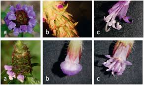 Attēlu rezultāti vaicājumam “Prunella vulgaris flower”