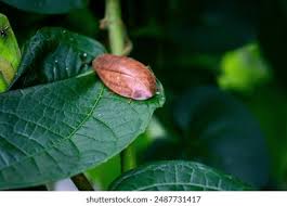 Attēlu rezultāti vaicājumam “Ectobius sylvestris male”