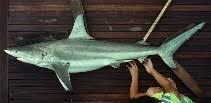 Image result for Carcharhinus limbatus
