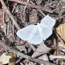 Attēlu rezultāti vaicājumam “Cabera pusaria”