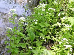 Attēlu rezultāti vaicājumam “Cardamine amara flower”