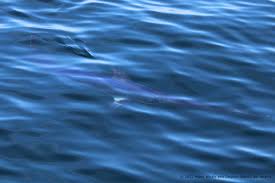 Image result for Iom Aquaholics