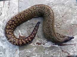 Image result for Muraena helena