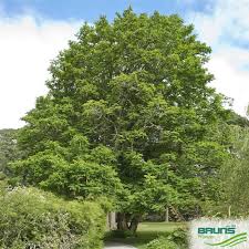 Attēlu rezultāti vaicājumam “Pterocarya fraxinifolia leaf”