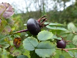 Attēlu rezultāti vaicājumam “Rosa subcanina fruit”