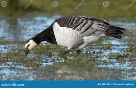 Attēlu rezultāti vaicājumam “Branta leucopsis adult”