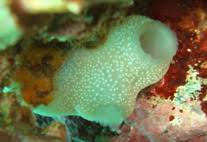 Attēlu rezultāti vaicājumam “Sorex sp.”