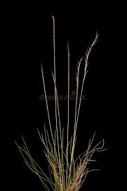 Attēlu rezultāti vaicājumam “Nardus stricta fruit”