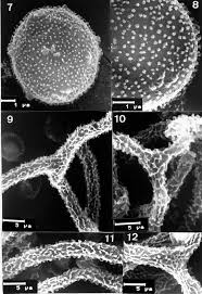 Attēlu rezultāti vaicājumam “Craterium leucocephalum spores”