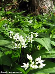 Attēlu rezultāti vaicājumam “Allium ursinum fruit”