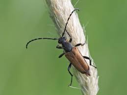 Attēlu rezultāti vaicājumam “Paracorymbia maculicornis”