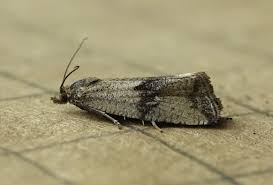 Attēlu rezultāti vaicājumam “Celypha striana”