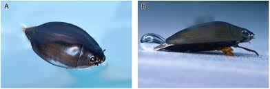 Attēlu rezultāti vaicājumam “Gyrinidae”