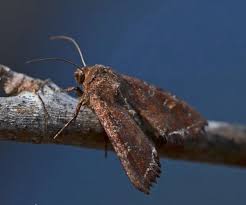 Attēlu rezultāti vaicājumam “Lacanobia oleracea”