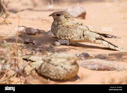 Image result for Caprimulgus aegyptius