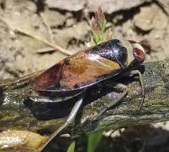 Attēlu rezultāti vaicājumam “Notonecta glauca”